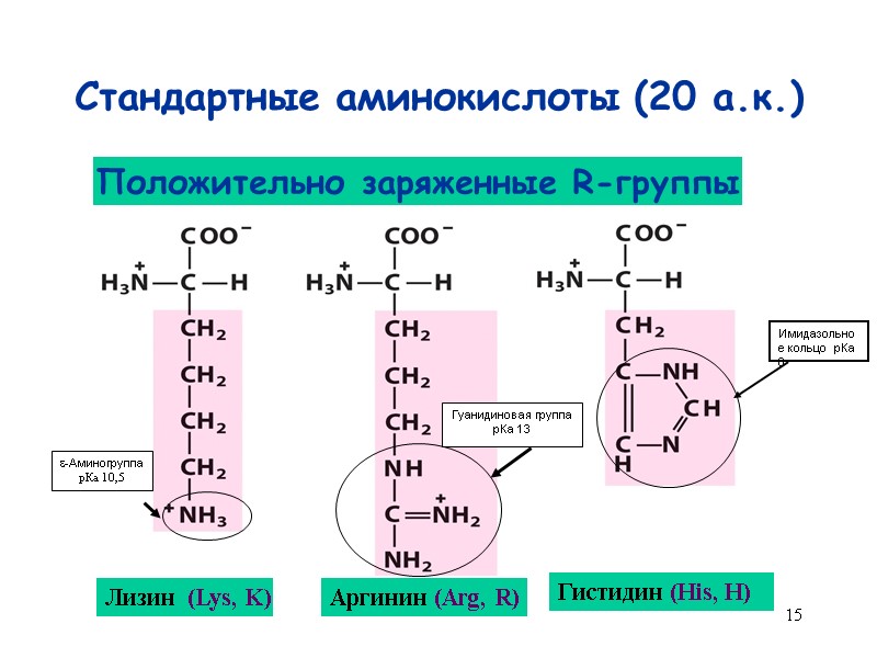 15 Стандартные аминокислоты (20 а.к.) Лизин  (Lys, K) Аргинин (Arg, R) Гистидин (His,